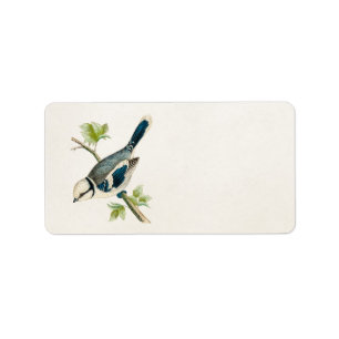 Vintage 1800s Blue Bird Songbird Birds Drawing Label
