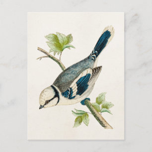 Vintage 1800s Blue Bird Songbird Birds Drawing Postcard