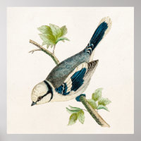 Vintage 1800s Blue Bird Songbird Birds Drawing