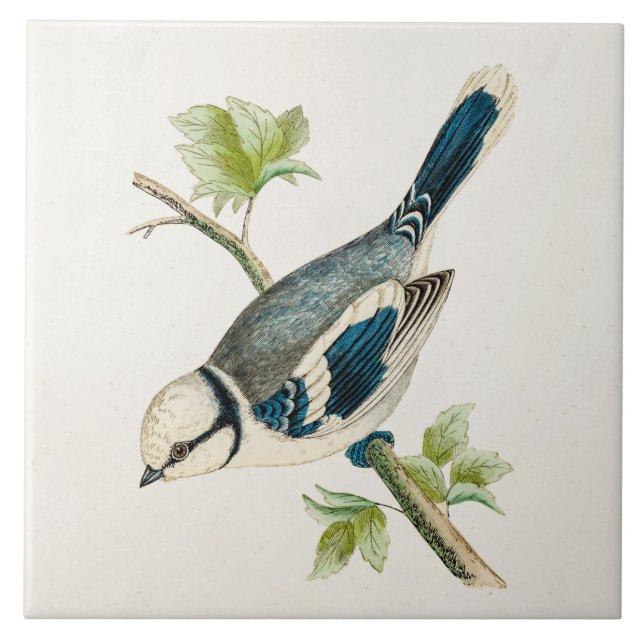Vintage 1800s Blue Bird Songbird Birds Drawing Tile (Front)