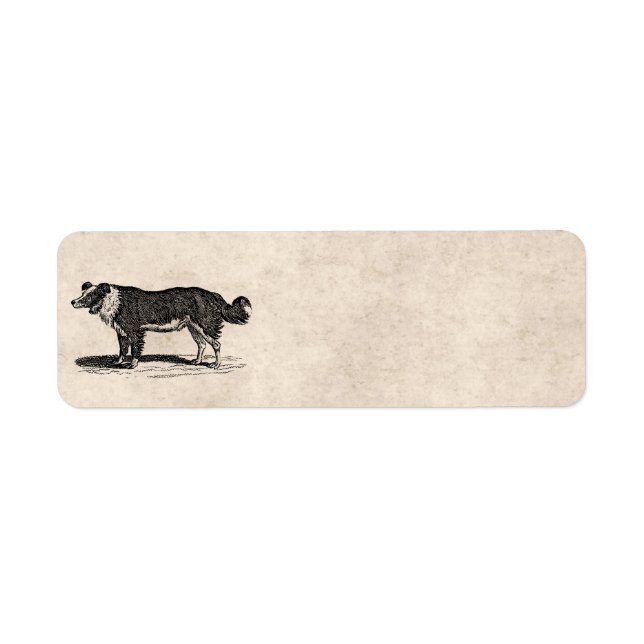 Vintage 1800s Border Collie Dog Illustration (Front)