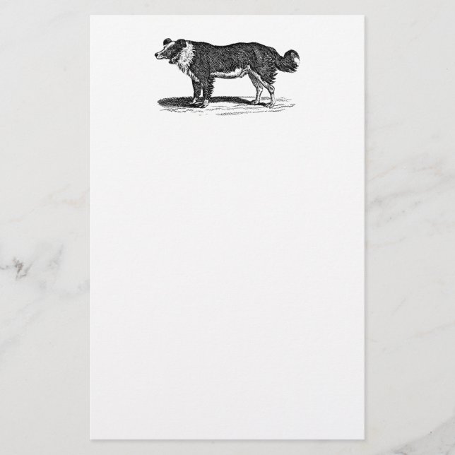 Vintage 1800s Border Collie Dog Illustration Stationery (Front)