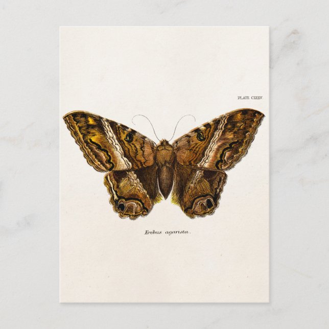 Vintage 1800s Brown Fuzzy Moth Template Butterfly Postcard (Front)