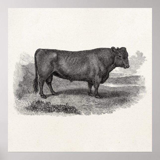 Vintage 1800s Bull Illustration Retro Cow Bulls Poster (Front)