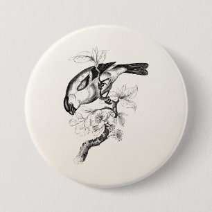 Vintage 1800s Bullfinch Bird Illustration - Birds 7.5 Cm Round Badge