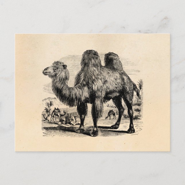 Vintage 1800s Camel -  Egyptian Camels Template Postcard (Front)