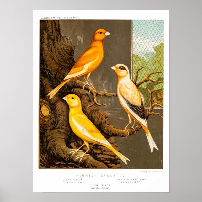 Vintage 1800s Canary Song Bird Template Canaries Poster (Front)