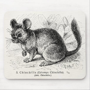 Vintage 1800s Chinchilla Chinchillas Illustration Mouse Pad