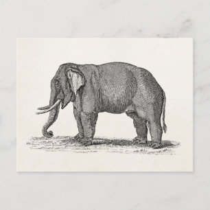Vintage 1800s Elephant Illustration - Elephants Postcard