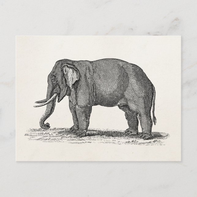 Vintage 1800s Elephant Illustration - Elephants Postcard (Front)