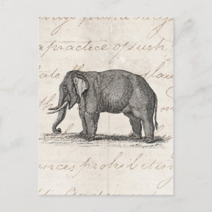 Vintage 1800s Elephant Illustration - Elephants Postcard