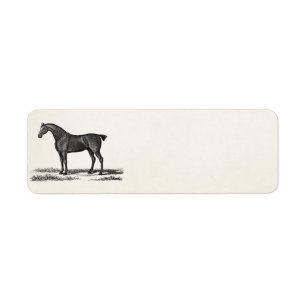 Vintage 1800s English Hunter Horse Hunting Horses