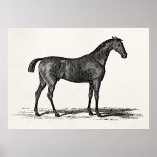Vintage 1800s English Race Horse - Racing Horses Poster