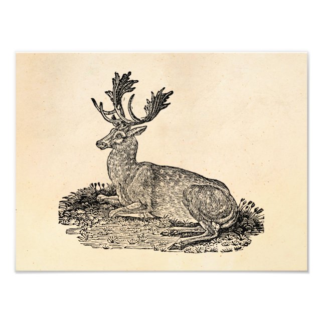Vintage 1800s Fallow Deer Illustration Template Photo Print (Front)