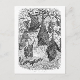 Vintage 1800s Flying Fox Bat Retro Template Bats Postcard