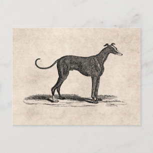 Vintage 1800s Greyhound Dog Illustration - Dogs Postcard