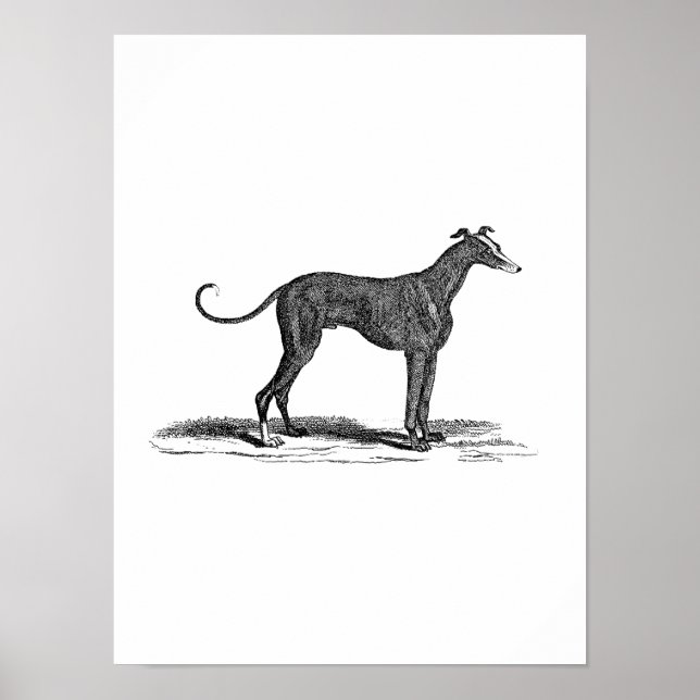 Vintage 1800s Greyhound Dog Illustration - Dogs Poster (Front)