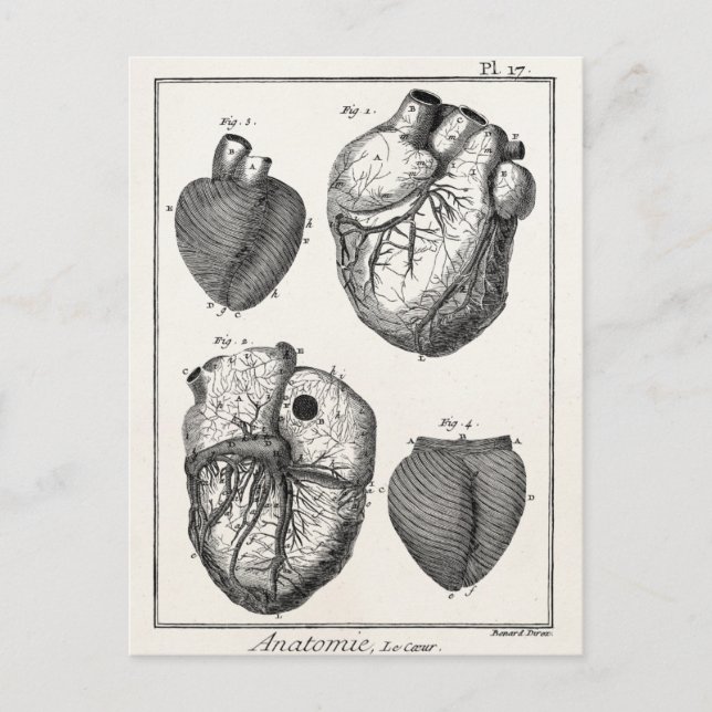 Vintage 1800s Heart Retro Cardiac Anatomy Hearts Postcard (Front)