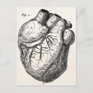 Vintage 1800s Heart Retro Cardiac Anatomy Hearts Postcard