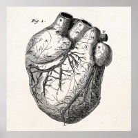 Vintage 1800s Heart Retro Cardiac Anatomy Hearts