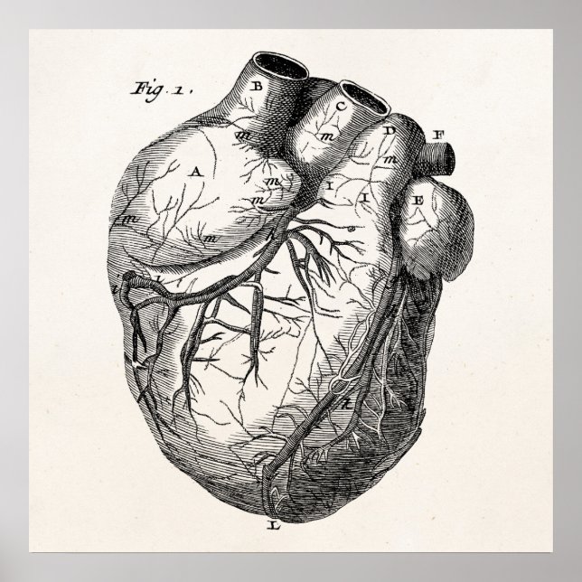 Vintage 1800s Heart Retro Cardiac Anatomy Hearts Poster (Front)