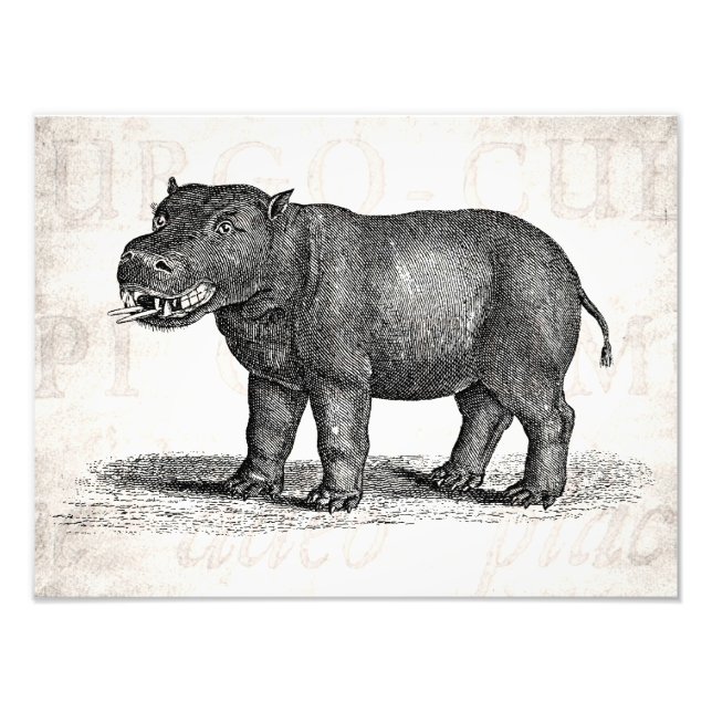 Vintage 1800s Hippopotamus Illustration - Hippos Photo Print (Front)