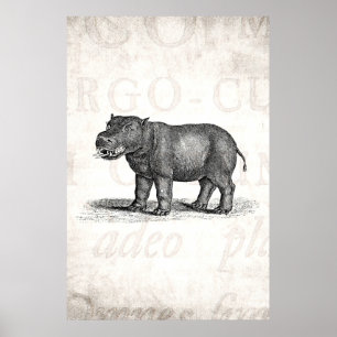 Vintage 1800s Hippopotamus Illustration - Hippos Poster