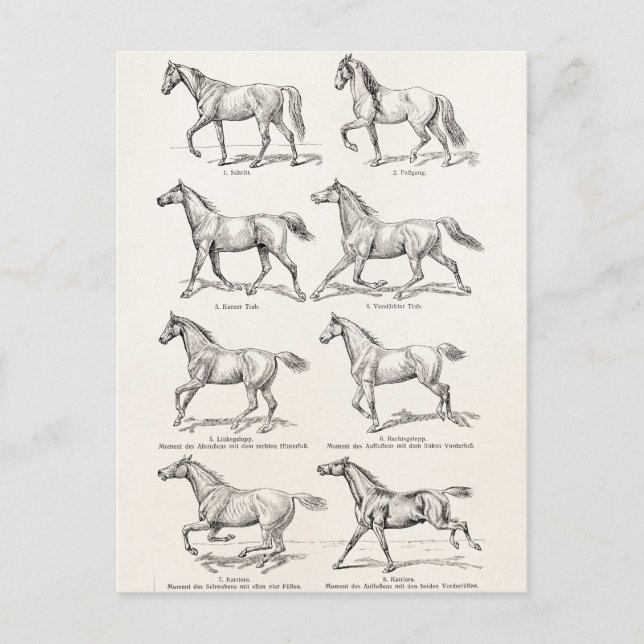 Vintage 1800s Horse Gaits Illustration Horses Postcard (Front)