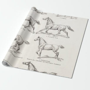 Vintage 1800s Horse Gaits Illustration Horses Wrapping Paper