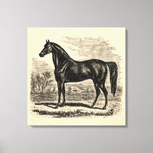 Vintage 1800s Horse - Morgan Equestrian Template Canvas Print