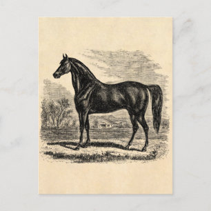 Vintage 1800s Horse - Morgan Equestrian Template Postcard