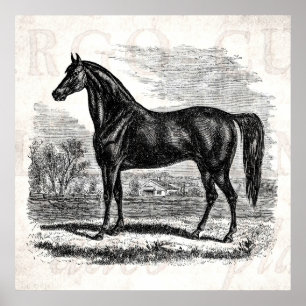 Vintage 1800s Horse - Morgan Equestrian Template Poster