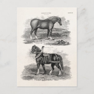 Vintage 1800s Horse Retro Agricultural Horses Postcard