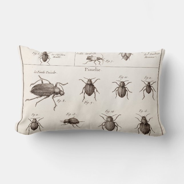 Vintage 1800s Insects Bugs Beetles Illustration Lumbar Cushion (Front)