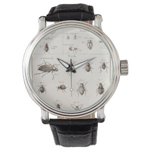 Vintage 1800s Insects Bugs Beetles Illustration Watch