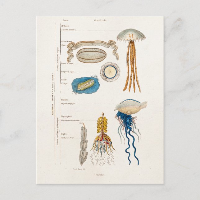 Vintage 1800s Jellyfish Illustration - Jelly Fish Postcard (Front)