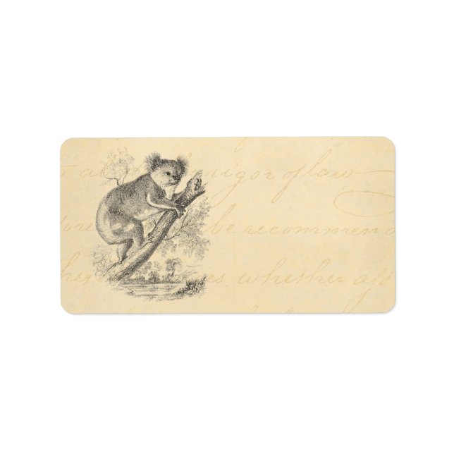 Vintage 1800s Koala Bear Illustration Parchment Label (Front)