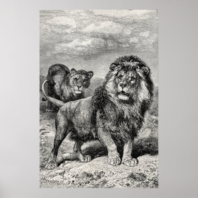 Vintage 1800s Lion Lionesse Big Cat Illustration Poster (Front)