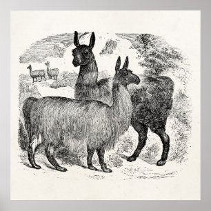 Vintage 1800s Llama Retro Llamas Alpaca Template Poster