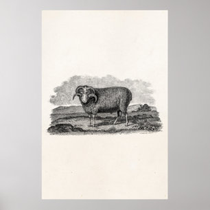 Vintage 1800s Merino Sheep Ram Lamb Template Poster