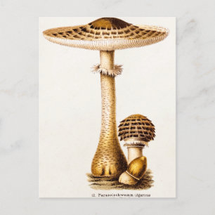 Vintage 1800s Mushroom Agricus Mushrooms Template Postcard