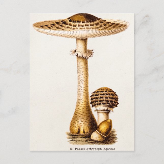 Vintage 1800s Mushroom Agricus Mushrooms Template Postcard (Front)