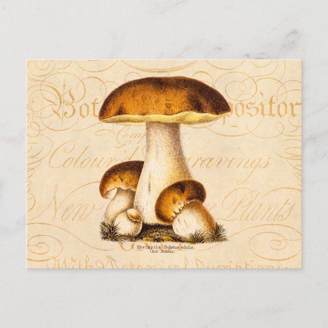 Vintage 1800s Mushroom Edible Mushrooms Template Postcard (Front)