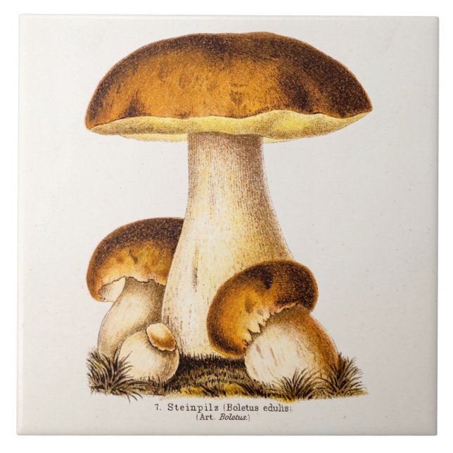 Vintage 1800s Mushroom Edible Mushrooms Template Tile (Front)