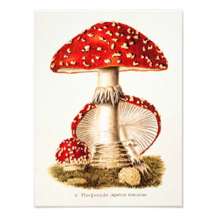 Vintage 1800s Mushroom Red Mushrooms Template Photo Print
