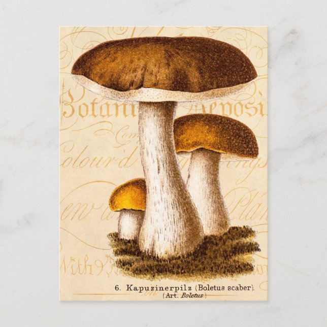 Vintage 1800s Mushroom Scaber Brown Mushrooms Postcard (Front)