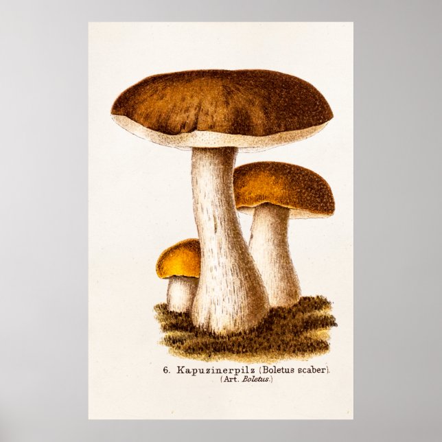 Vintage 1800s Mushroom Scaber Brown Mushrooms Poster (Front)