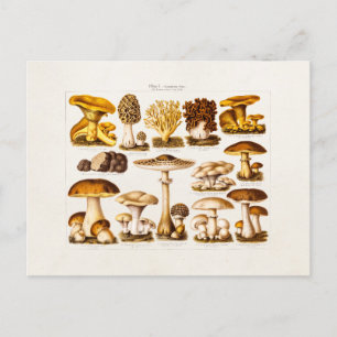 Vintage 1800s Mushroom Variety Mushrooms Template Postcard