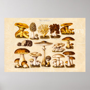 Vintage 1800s Mushroom Variety  Mushrooms Template Poster