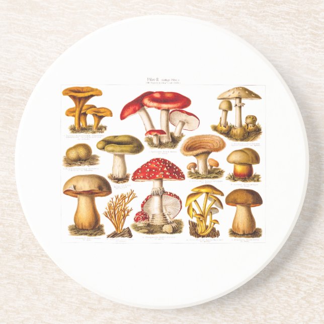 Vintage 1800s Mushroom Variety Red Mushrooms Coaster (Front)